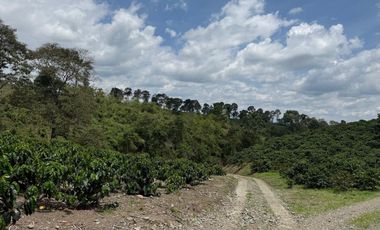 Se Vende Finca Cafetera Entre Alcala y Quimbaya 9010083