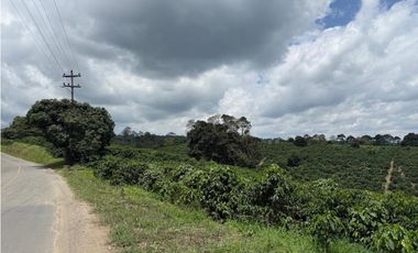Se Vende Finca Cafetera Entre Alcala y Quimbaya 9010083