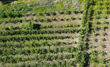 Parcela de 1,5 Hec. Arboles Frutales