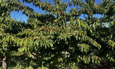 Parcela de 1,5 Hec. Arboles Frutales