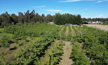 Parcela de 1,5 Hec. Arboles Frutales