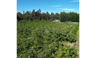 Parcela de 1,5 Hec. Arboles Frutales