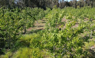 Parcela de 1,5 Hec. Arboles Frutales