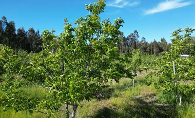 Parcela de 1,5 Hec. Arboles Frutales