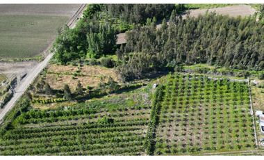 Parcela de 1,5 Hec. Arboles Frutales