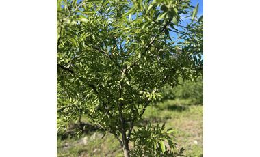 Parcela de 1,5 Hec. Arboles Frutales