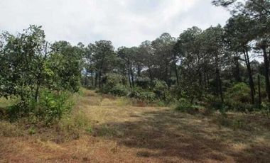 Huerta de aguacates + cabaña en Peribán, Michoacán