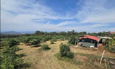 Huerta de aguacates + cabaña en Peribán, Michoacán