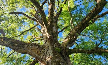 Parcela en Venta en T-835