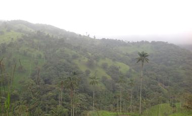 Venta hacienda de 205 hectáreas sector Pacto vía Tulipe
