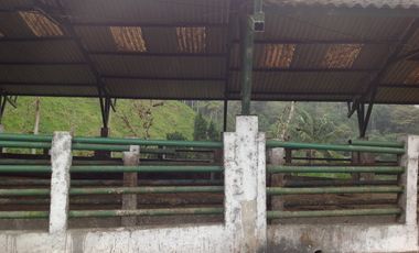 Venta hacienda de 205 hectáreas sector Pacto vía Tulipe