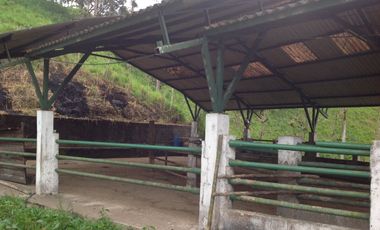 Venta hacienda de 205 hectáreas sector Pacto vía Tulipe