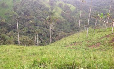 Venta hacienda de 205 hectáreas sector Pacto vía Tulipe
