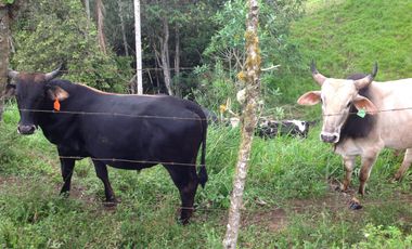 Venta hacienda de 205 hectáreas sector Pacto vía Tulipe