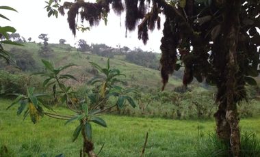 Venta hacienda de 205 hectáreas sector Pacto vía Tulipe