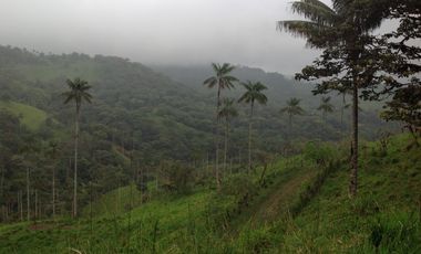 Venta hacienda de 205 hectáreas sector Pacto vía Tulipe