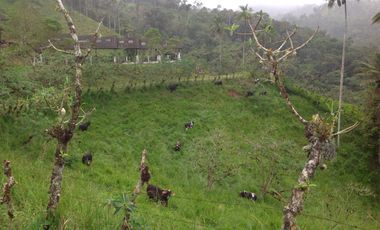 Venta hacienda de 205 hectáreas sector Pacto vía Tulipe