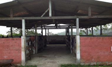 Venta hacienda de 205 hectáreas sector Pacto vía Tulipe