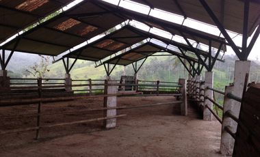 Venta hacienda de 205 hectáreas sector Pacto vía Tulipe