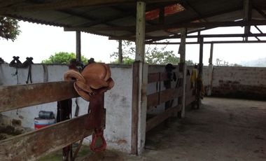 Venta hacienda de 205 hectáreas sector Pacto vía Tulipe