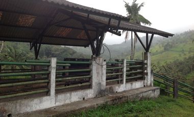 Venta hacienda de 205 hectáreas sector Pacto vía Tulipe