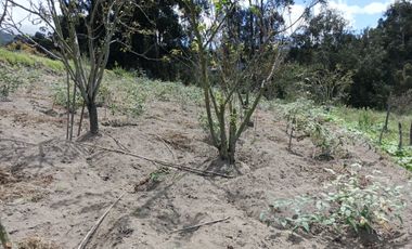 EN VENTA TERRENO CON CASA RENTERA DE DOS DEPARTAMENTOS Y SUITE. PINLLO AMBATO