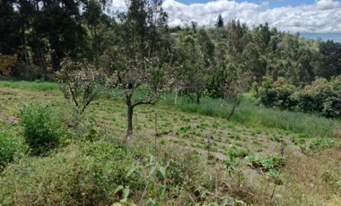 EN VENTA TERRENO CON CASA RENTERA DE DOS DEPARTAMENTOS Y SUITE. PINLLO AMBATO