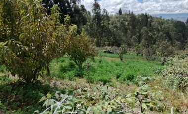 EN VENTA TERRENO CON CASA RENTERA DE DOS DEPARTAMENTOS Y SUITE. PINLLO AMBATO