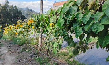 EN VENTA TERRENO PARA  VIVIENDA EN PINLLO AMBATO