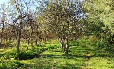 CAMPO, AGRÍCOLA EN VENTA, TENO, REGIÓN DEL MAULE