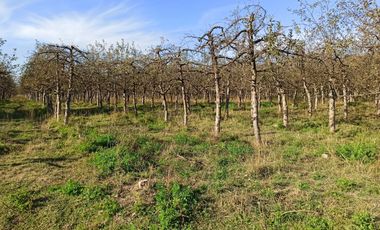 CAMPO, AGRÍCOLA EN VENTA, TENO, REGIÓN DEL MAULE