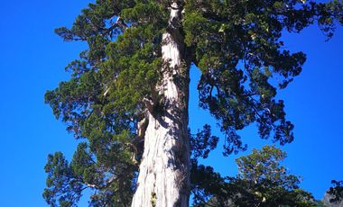 Campo 1694 ha al sur de Puelo, cerro Yates, Cochamó