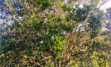 Finca en yolombo vereda marquesa