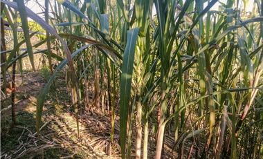 Finca en yolombo vereda marquesa