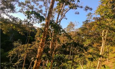 Finca en yolombo vereda marquesa