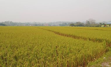 Land for sale in Mae Faek Mai, Chiang Mai