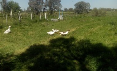 VENTA TERRENO 7 HECTAREAS EN LA CAPILLA F.VARELA
