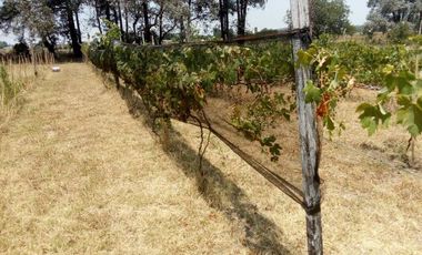 VENTA TERRENO 7 HECTAREAS EN LA CAPILLA F.VARELA