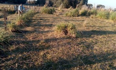 VENTA TERRENO 7 HECTAREAS EN LA CAPILLA F.VARELA