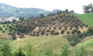 FINCA DE TRABAJO PARA VENTA EN ABEJORRAL