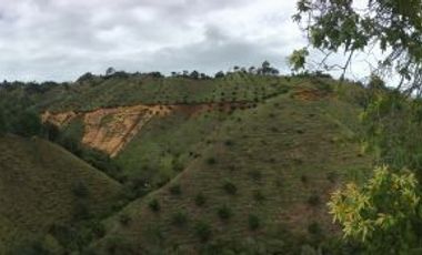 FINCA DE TRABAJO PARA VENTA EN ABEJORRAL