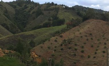 FINCA DE TRABAJO PARA VENTA EN ABEJORRAL