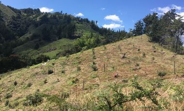 FINCA DE TRABAJO PARA VENTA EN ABEJORRAL