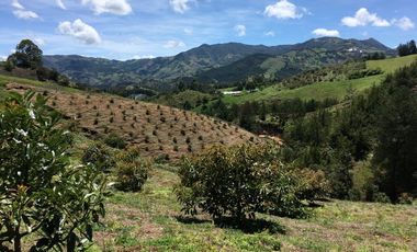 FINCA DE TRABAJO PARA VENTA EN ABEJORRAL