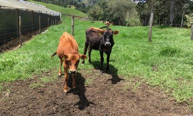 FINCA DE TRABAJO PARA VENTA EN ABEJORRAL