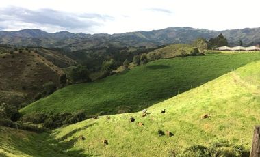 FINCA DE TRABAJO PARA VENTA EN ABEJORRAL