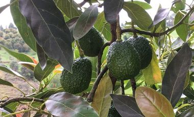 FINCA DE TRABAJO PARA VENTA EN ABEJORRAL