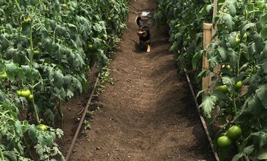 FINCA DE TRABAJO PARA VENTA EN ABEJORRAL