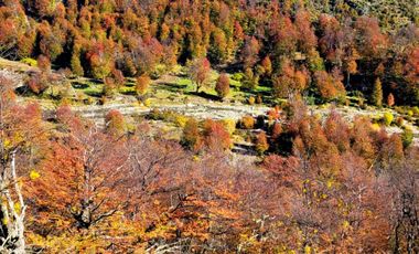 Patagonia, campo 478has Puerto Bertrand