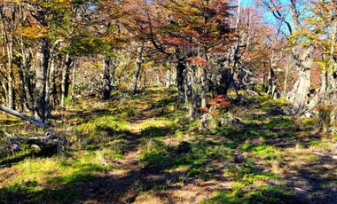 Patagonia, campo 478has Puerto Bertrand